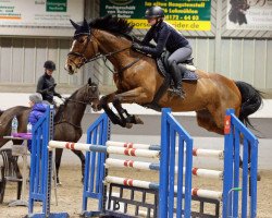 jumper Ilusion M (Oldenburg show jumper, 2009, from Incolor)