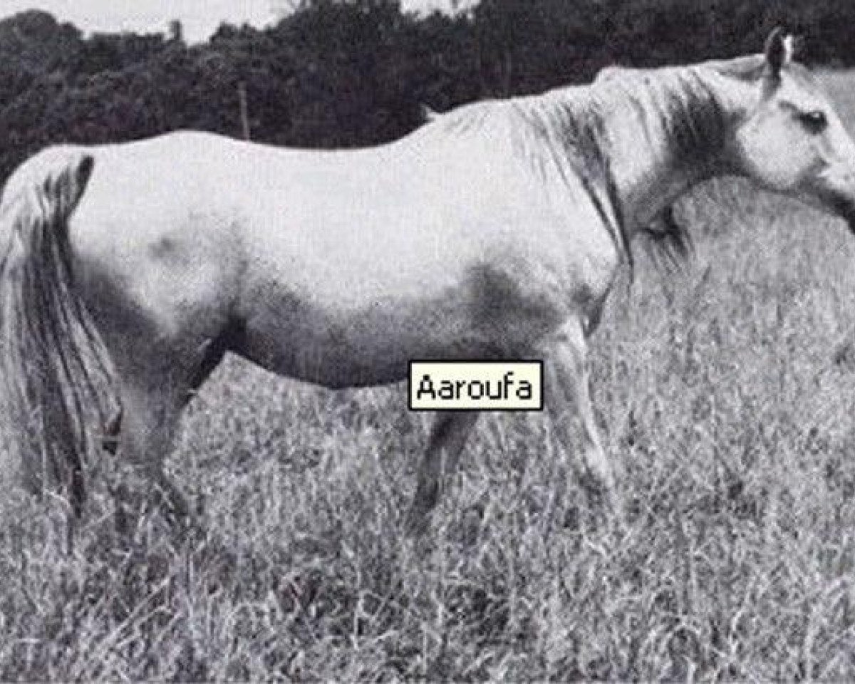 broodmare Aaroufa ox (Arabian purebred, 1952, from Fay El Dine 1934 ox)
