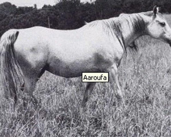 broodmare Aaroufa ox (Arabian thoroughbred, 1952, from Fay El Dine 1934 ox)