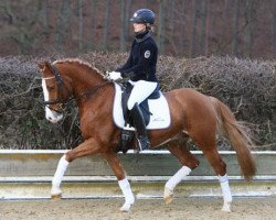 dressage horse Steverheides Chagayev (German Riding Pony, 2009, from Casino Royale K WE)