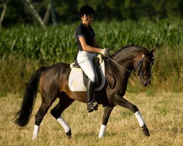 dressage horse Don Castello (German Riding Pony, 2006, from Dein Freund)