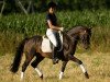 dressage horse Don Castello (German Riding Pony, 2006, from Dein Freund)