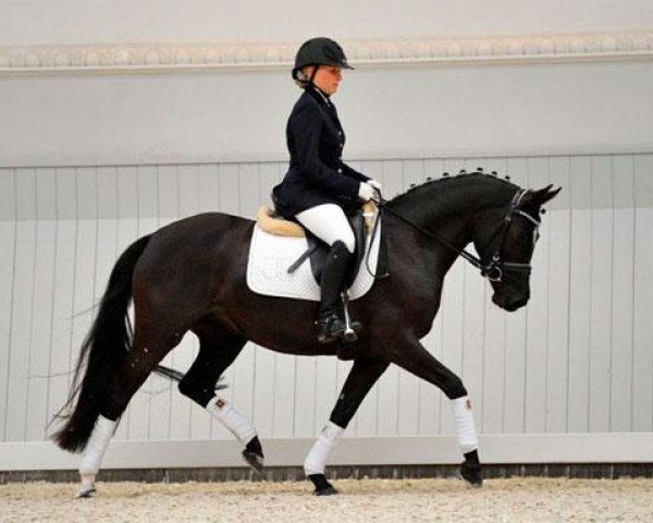 Dressurpferd Friedrichshof Allkantara (Deutsches Reitpony, 2008, von Allbrighton)