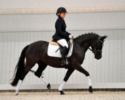 dressage horse Friedrichshof Allkantara (German Riding Pony, 2008, from Allbrighton)