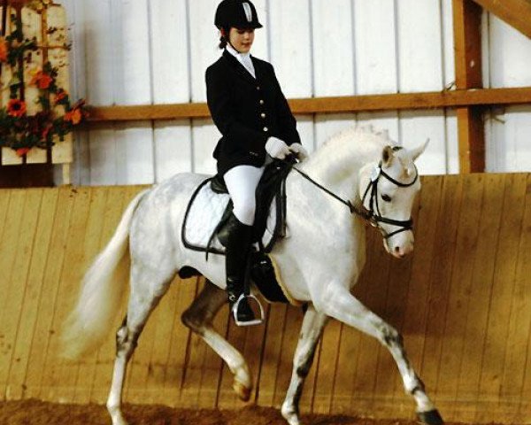 stallion Lajunen (German Riding Pony, 2002, from Losander)