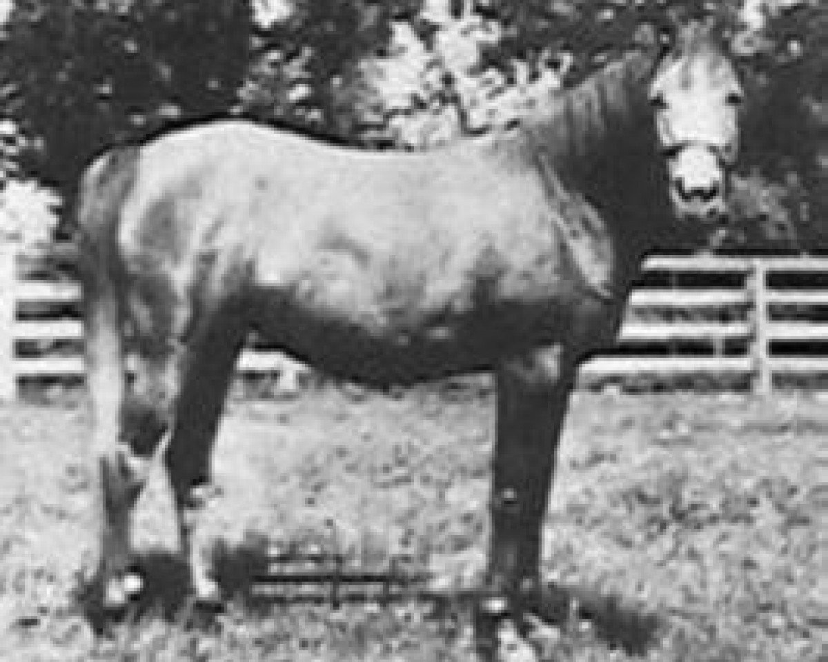 broodmare Aared 1909 ox (Arabian purebred, 1909, from Obeyran 1889 DB)