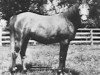 Zuchtstute Aared 1909 ox (Vollblutaraber, 1909, von Obeyran 1889 DB)