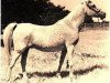 broodmare Aana ox (Arabian thoroughbred, 1945, from Fay El Dine 1934 ox)