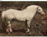 stallion Snobben (Fjord Horse, 1969, from Nore 20 SWE)