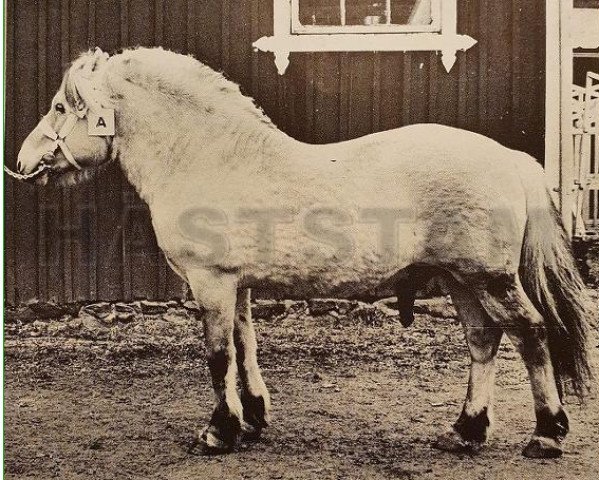 Deckhengst Prins Jarl (Fjordpferd, 1961, von Vendelbo Jarl FJH 67)
