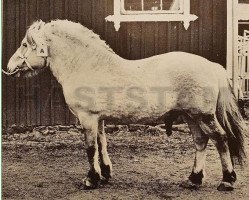 stallion Prins Jarl (Fjord Horse, 1961, from Vendelbo Jarl FJH 67)