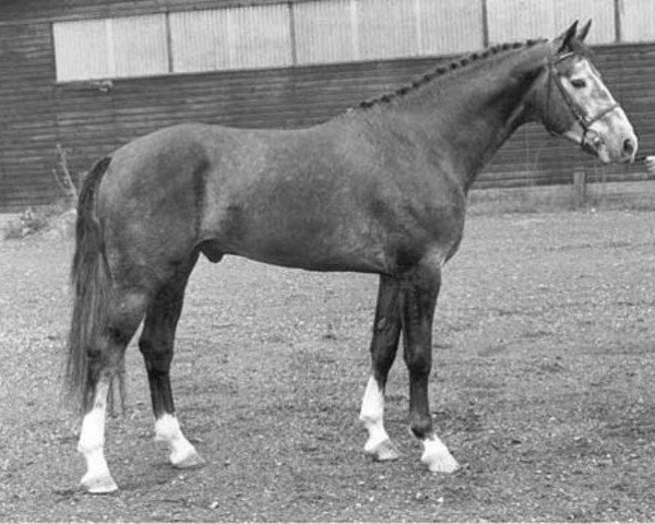 stallion Damocles (Royal Warmblood Studbook of the Netherlands (KWPN), 1985, from Voltaire)