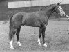 stallion Damocles (Royal Warmblood Studbook of the Netherlands (KWPN), 1985, from Voltaire)