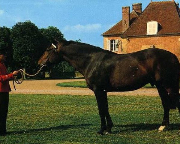 stallion Micko Platiere (Selle Français, 1978, from Nankin)