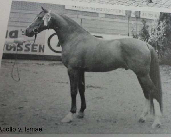 Deckhengst Apollo (Nederlands Rijpaarden en Pony, 1971, von Ismaël ox)