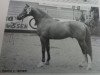stallion Apollo (Nederlands Rijpaarden en Pony, 1971, from Ismaël ox)