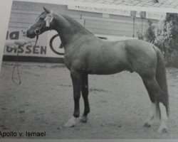 stallion Apollo (Nederlands Rijpaarden en Pony, 1971, from Ismaël ox)