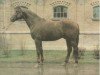 stallion Harsona (Brandenburg, 1971, from Duktus)