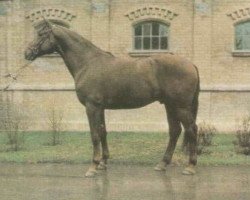 stallion Harsona (Brandenburg, 1971, from Duktus 2510)