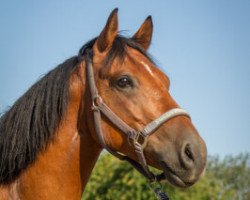 Pferd Casper (Deutsches Reitpony, 2014, von Chardonnay)