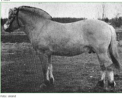 stallion Noak S.31 (Fjord Horse, 1964, from Bamse 6 SWE)