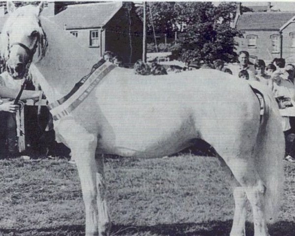 Deckhengst Killyreagh Kim (Connemara-Pony, 1967, von Carna Bobby)