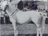 stallion Killyreagh Kim (Connemara Pony, 1967, from Carna Bobby)