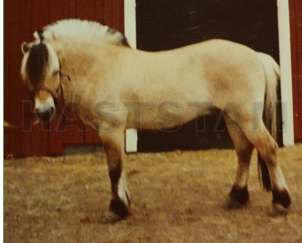 stallion Lukas (Fjord Horse, 1968, from Nore 20 SWE)