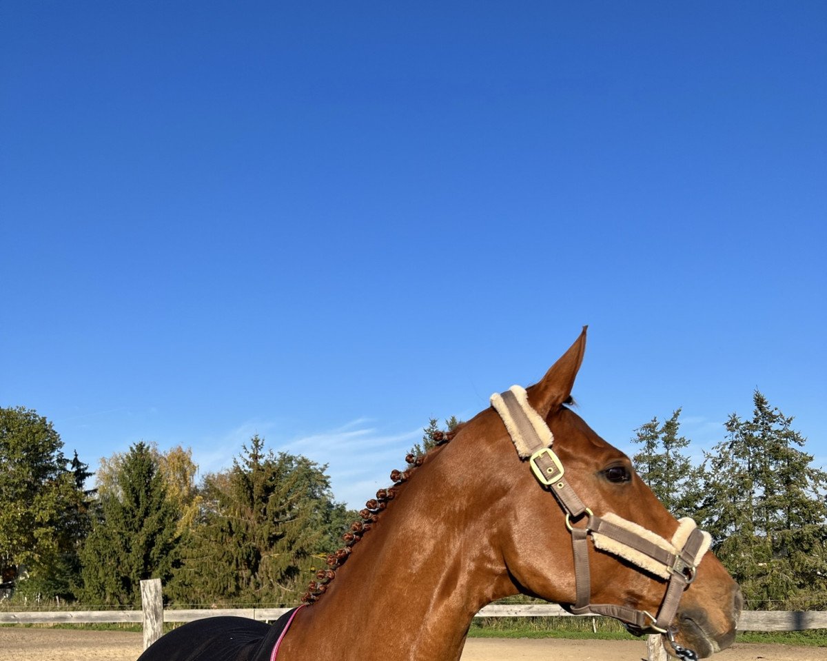 jumper Cara Caramba 4 (German Sport Horse, 2015, from Chaccato)