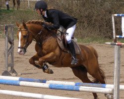 stallion Klootwijkhoeve's Vidar (New Forest Pony, 1992, from Briljant)