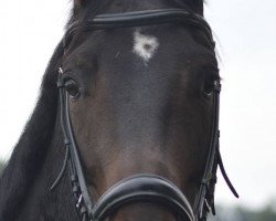 dressage horse Beach Boy (Hanoverian, 2010, from Belissimo NRW)