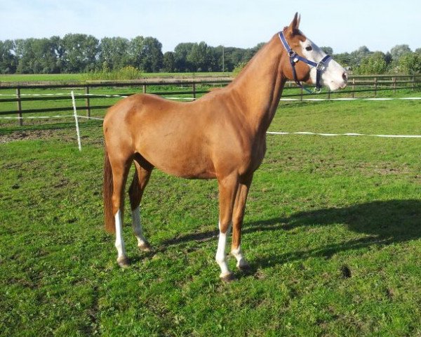 horse Aeragon R (Westphalian, 2010, from Airman xx)