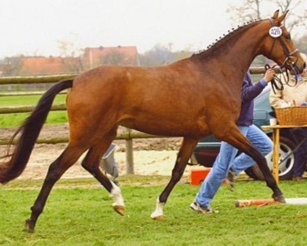 dressage horse A Sunny girl (Oldenburg, 2001, from Sunny-Boy)