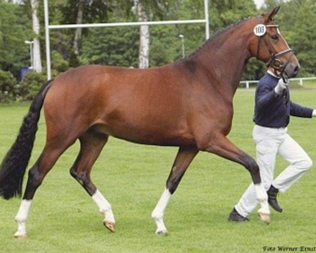 broodmare A Sugar Baby (Oldenburg, 2002, from Sandro Hit)