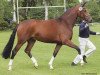 broodmare A Sugar Baby (Oldenburg, 2002, from Sandro Hit)