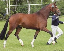 broodmare A Sugar Baby (Oldenburg, 2002, from Sandro Hit)