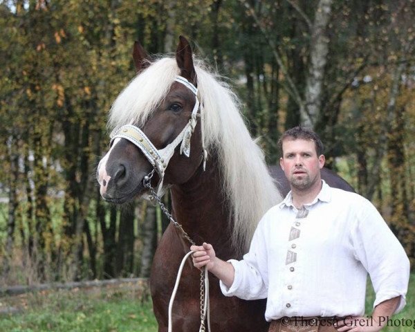 stallion Jurano (South German draft horse, 2007, from Juann)