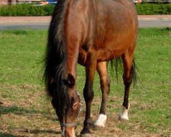 horse Nightstar (German Riding Pony, 1983, from Nemo)