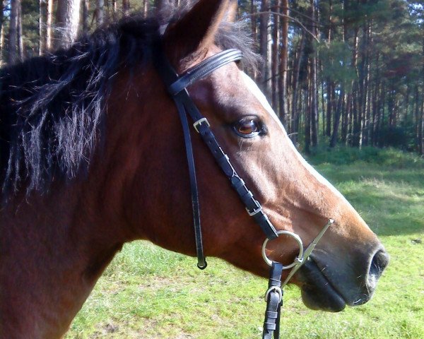 Pferd Starlight 151 (Deutsches Reitpony, 1993, von Nightstar)