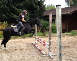 dressage horse Lady Socke (German Riding Pony, 1992)