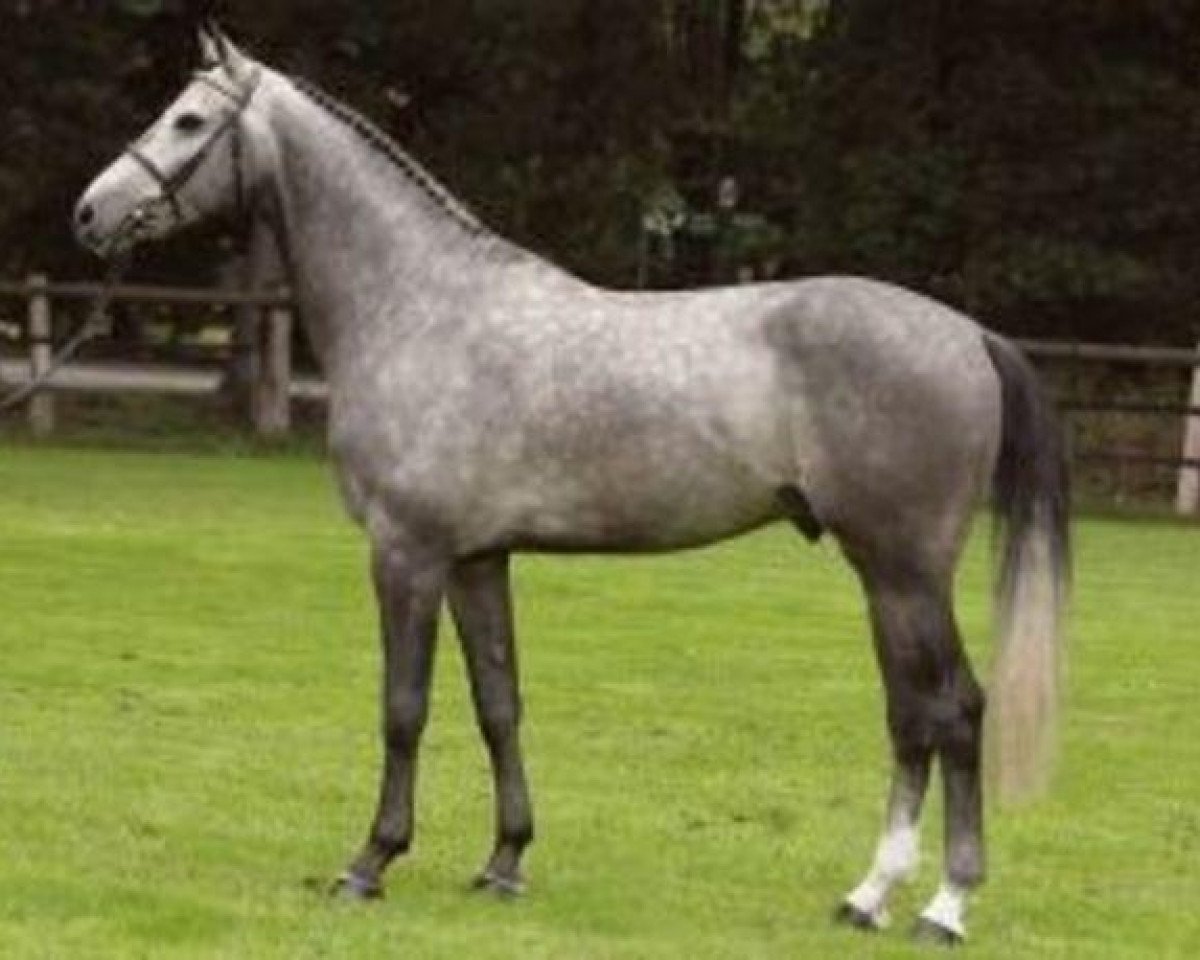 stallion A Pikachu de Muze (Belgian Warmblood, 2000, from Kannan)