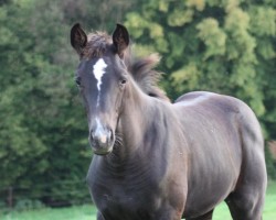 Springpferd Wiesentanz (Trakehner, 2011, von Hirtentanz 2)