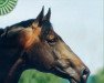 stallion Lehndorff's (Trakehner, 1986, from Marduc)