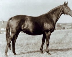 broodmare Rastenburg (Trakehner, 1965, from Isländer)