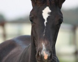 Springpferd Wiesentanz (Trakehner, 2011, von Hirtentanz 2)