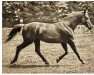 Pferd Dampfross (Trakehner, 1919, von Dingo)