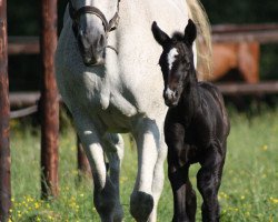 Pferd Winezia (Trakehner, 1996, von Sarafan)