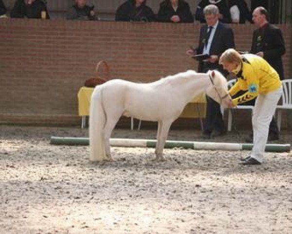 stallion Marschall Blue Eyes (Nederlands Mini Paarden, 2004, from Sebastopol's Ziezo)