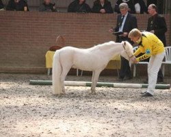 stallion Marschall Blue Eyes (Nederlands Mini Paarden, 2004, from Sebastopol's Ziezo)