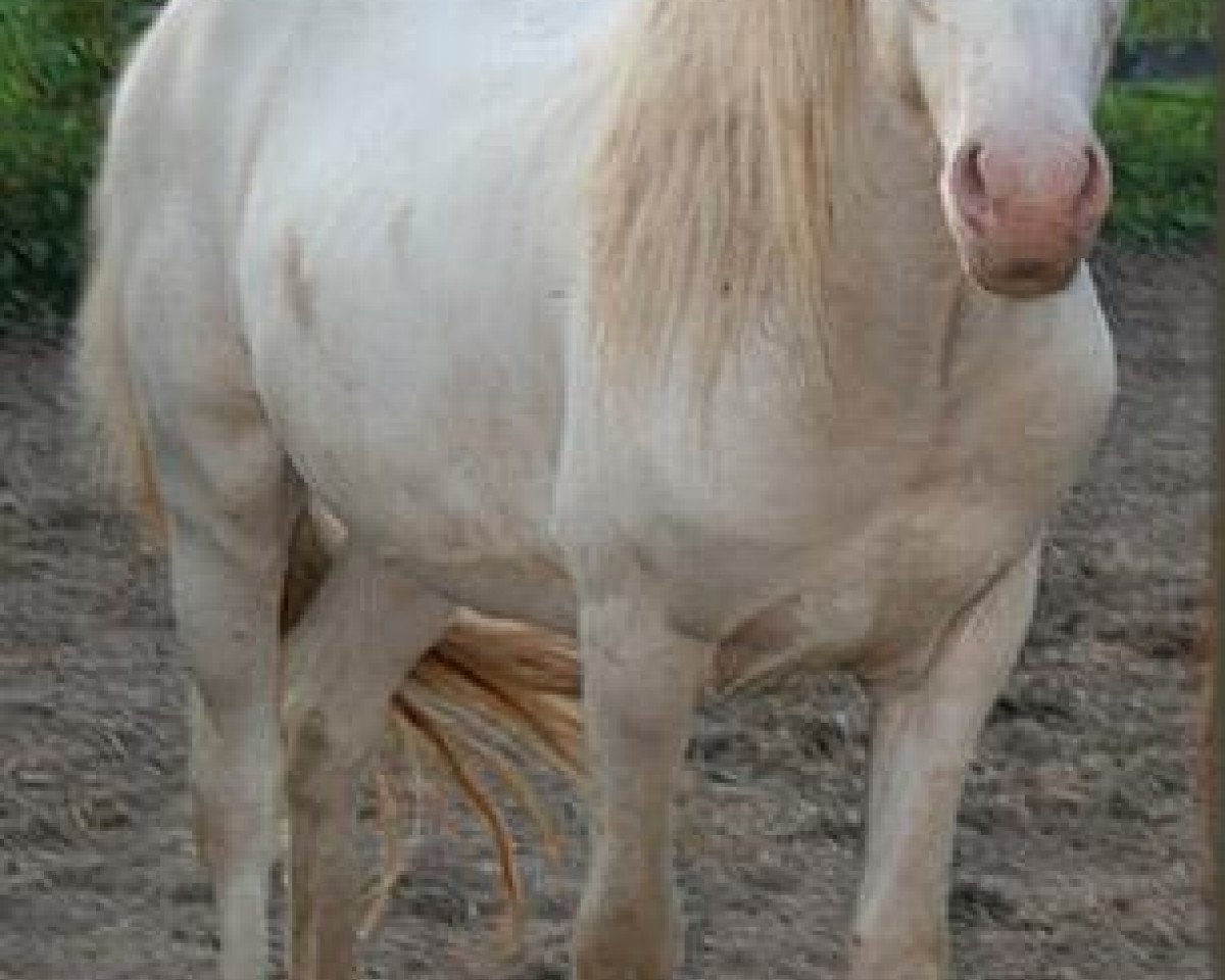 horse Kasper von Litlaborg (Iceland Horse, 2008, from Ljosvaengur fra Vestmose)